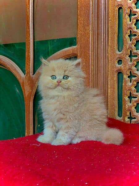 persian punch face fawn and dark fawnCat Persian kitten  Tripple coat 7