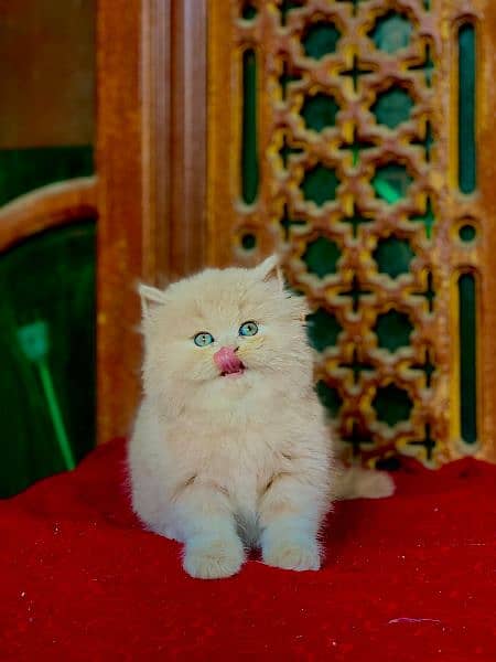 persian punch face fawn and dark fawnCat Persian kitten  Tripple coat 8