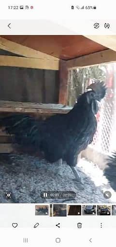 Ayam cemani full breeder A+ plus chicks 4 months