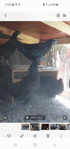 Ayam cemani full breeder A+ plus chicks 4 months 1