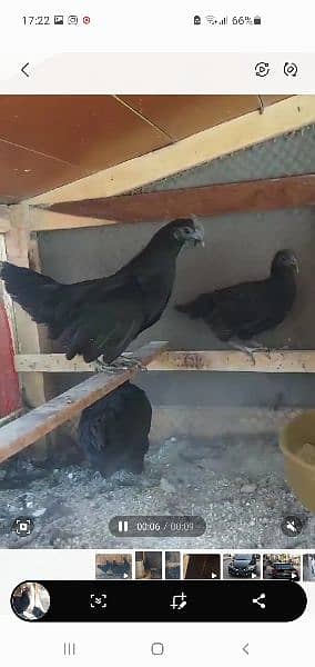 Ayam cemani full breeder A+ plus chicks 4 months 2