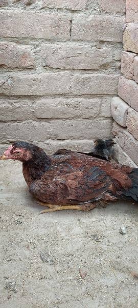 One Aseel Murghi with two Chicks for sale MashAllah healthy and active 16