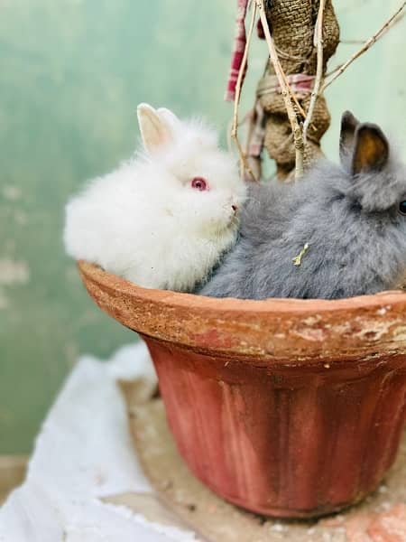 selling loinhead drwft bunnies 2