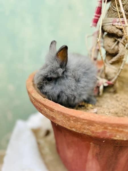 selling loinhead drwft bunnies 3
