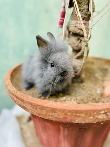selling loinhead drwft bunnies 7