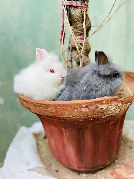 selling loinhead drwft bunnies 9