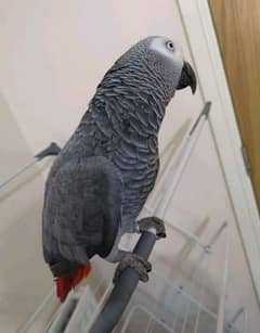 03226913557cal wathsap African grey parrot arjunt for sale