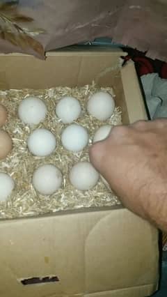 ayam cemani eggs chicks or breeders