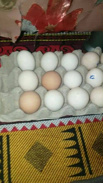 ayam cemani eggs chicks or breeders 1