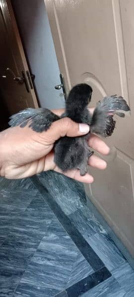 ayam cemani eggs chicks or breeders 9