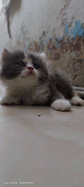 Persian kitten 0