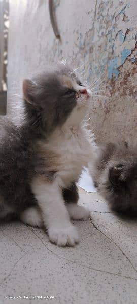 Persian kitten 1