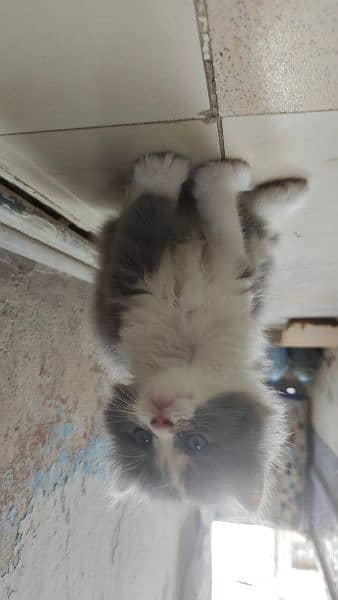 Persian kitten 5