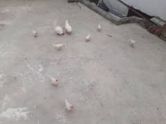Pure white japanese hens
