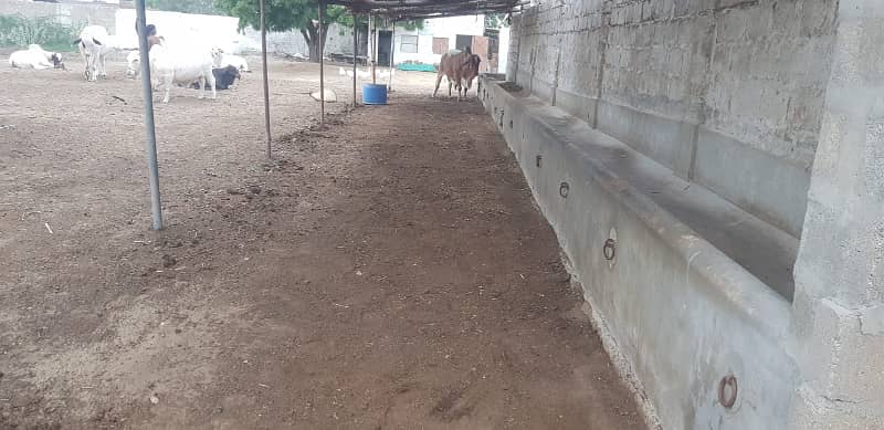 Commercial Space Available For Rent Cattle shades Available for rent 4