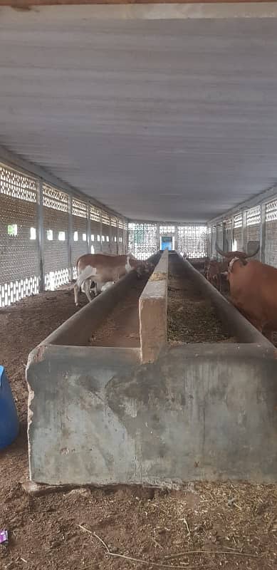 Commercial Space Available For Rent Cattle shades Available for rent 12