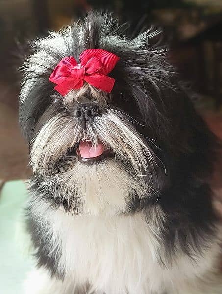 Shih Tzu / Shitzu Pedigreed 5 months old  show class puppies for sale 1