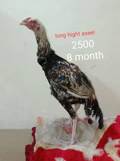 aseel long hight 8 months