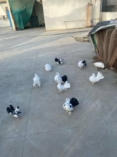 laka pigeons