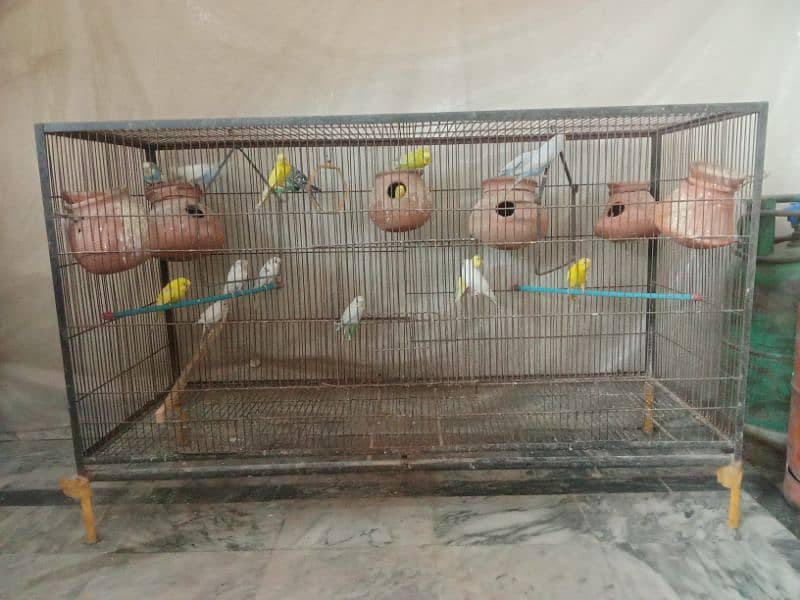 large cage with 23 Australian parrot 1