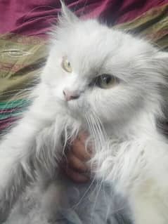 pregnant persian cat and breeder male