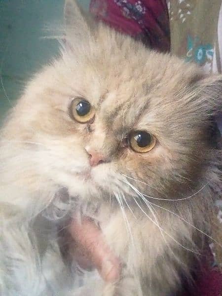 pregnant persian cat and breeder male 1