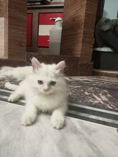 white male Persian 2 month kitten