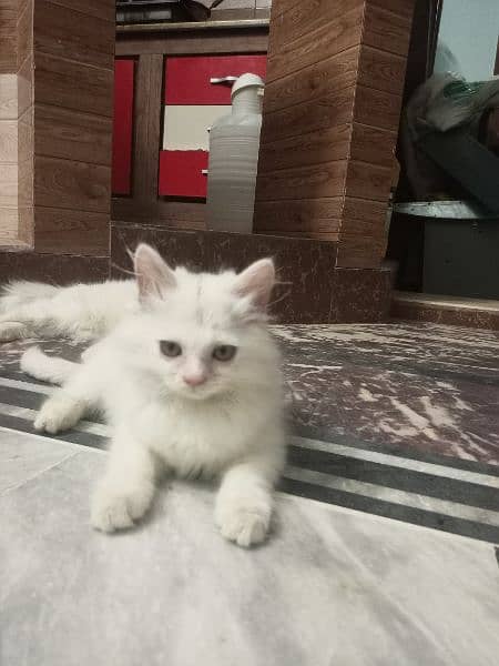 white male Persian 2 month kitten 0