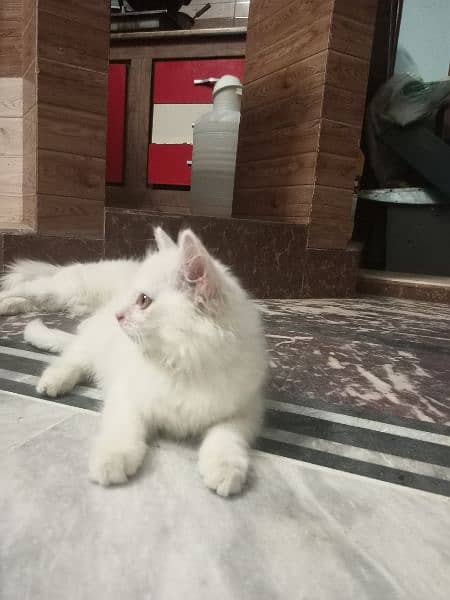 white male Persian 2 month kitten 1