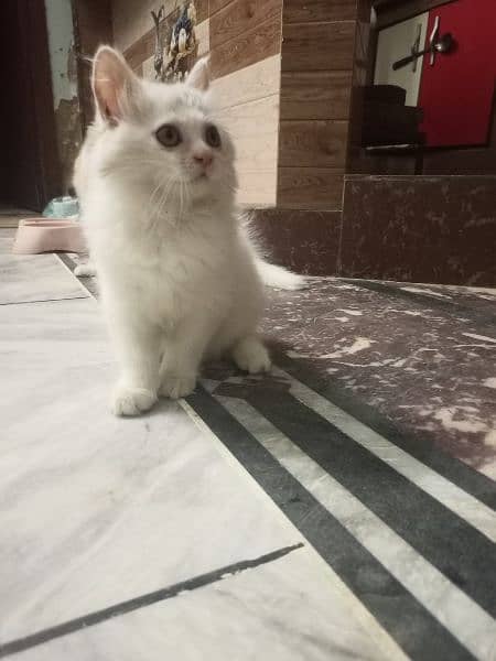 white male Persian 2 month kitten 2