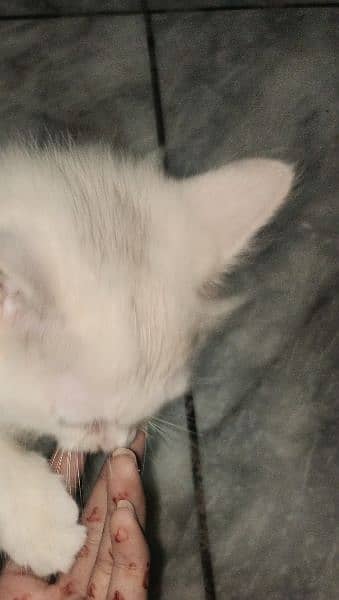 white male Persian 2 month kitten 3