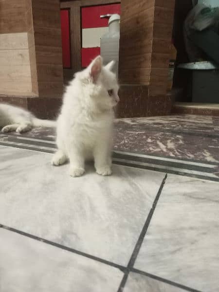 white male Persian 2 month kitten 4
