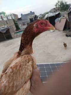 young female aseel hen