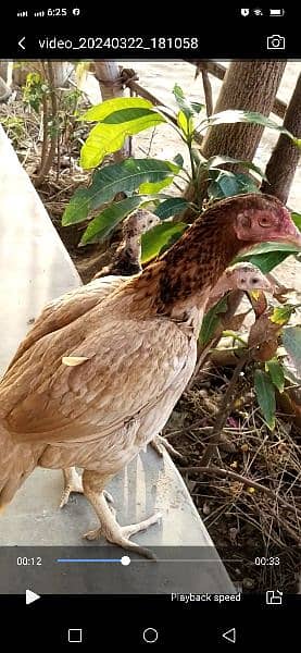 young female aseel hen 1