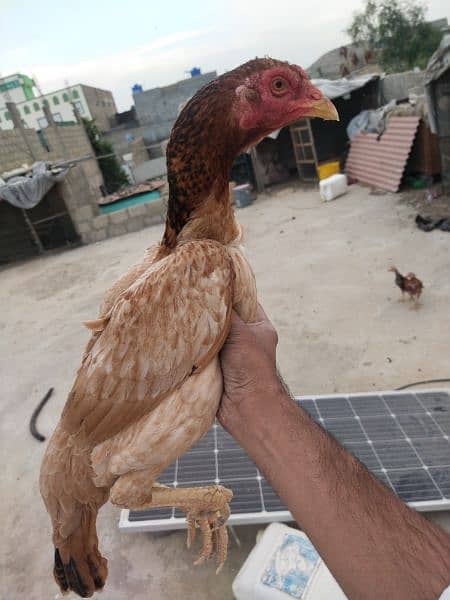 young female aseel hen 2