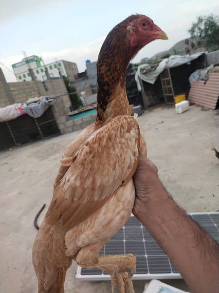 young female aseel hen 3