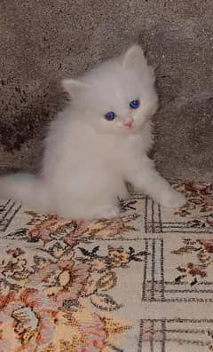 Perisan triple coat cat for sale blue eyes 0