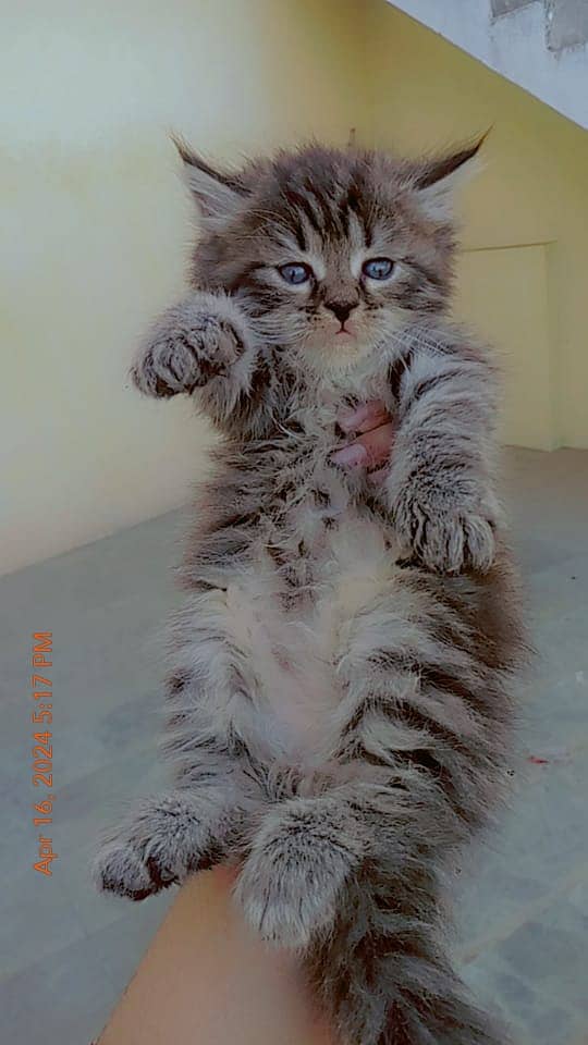 Perisan triple coat cat for sale blue eyes 1