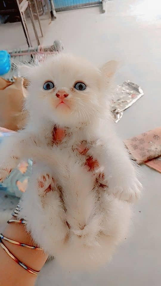 Perisan triple coat cat for sale blue eyes 3