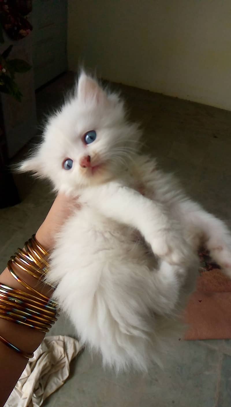 Perisan triple coat cat for sale blue eyes 5