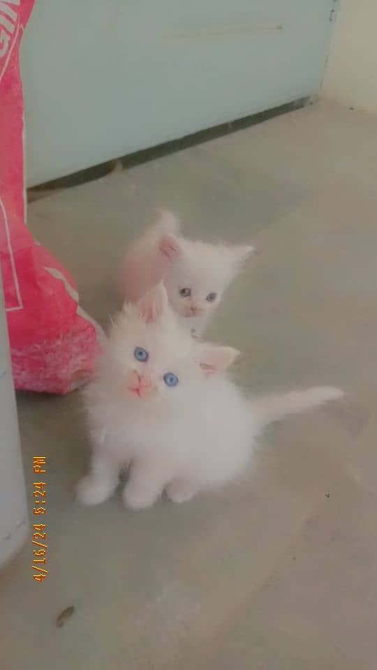 Perisan triple coat cat for sale blue eyes 7