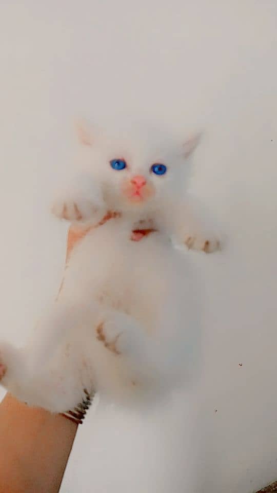 Perisan triple coat cat for sale blue eyes 8
