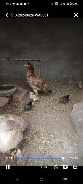 1 Aseel murgi with 5 chicks 7
