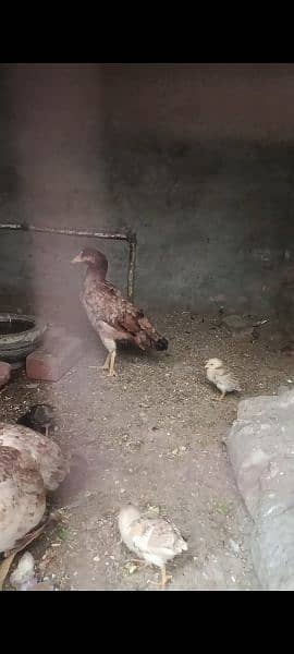 1 Aseel murgi with 5 chicks 8