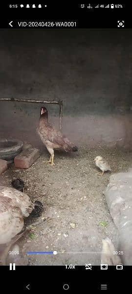 1 Aseel murgi with 5 chicks 11