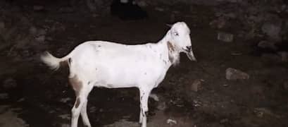 Goat All ok 0