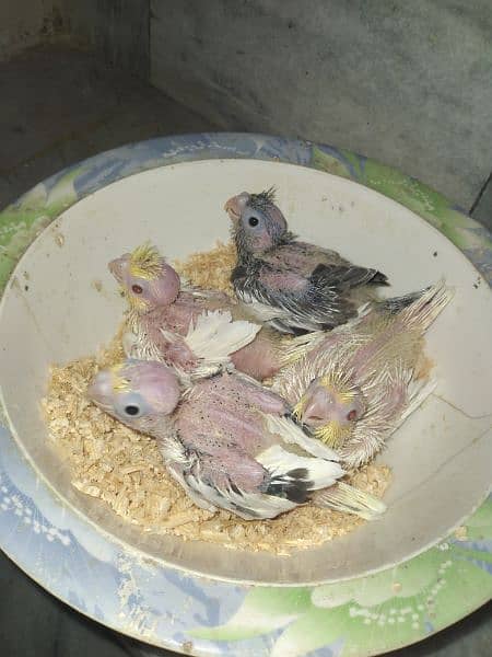 Cocktail Chicks available for Sale 2