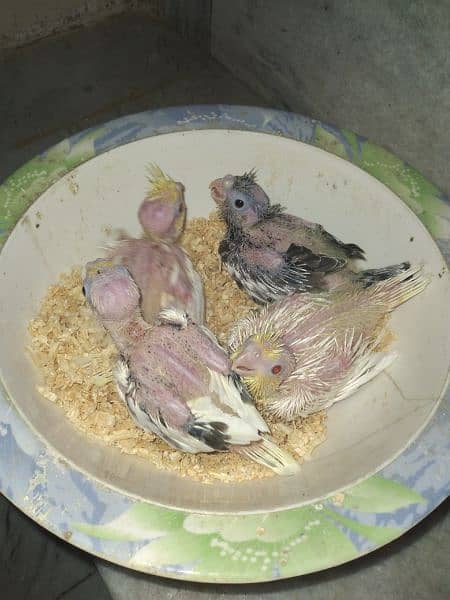 Cocktail Chicks available for Sale 3