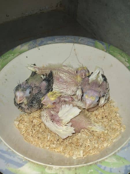 Cocktail Chicks available for Sale 5
