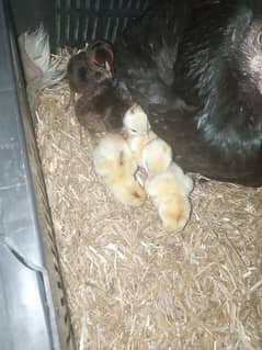 Aseel chicks 4 month age